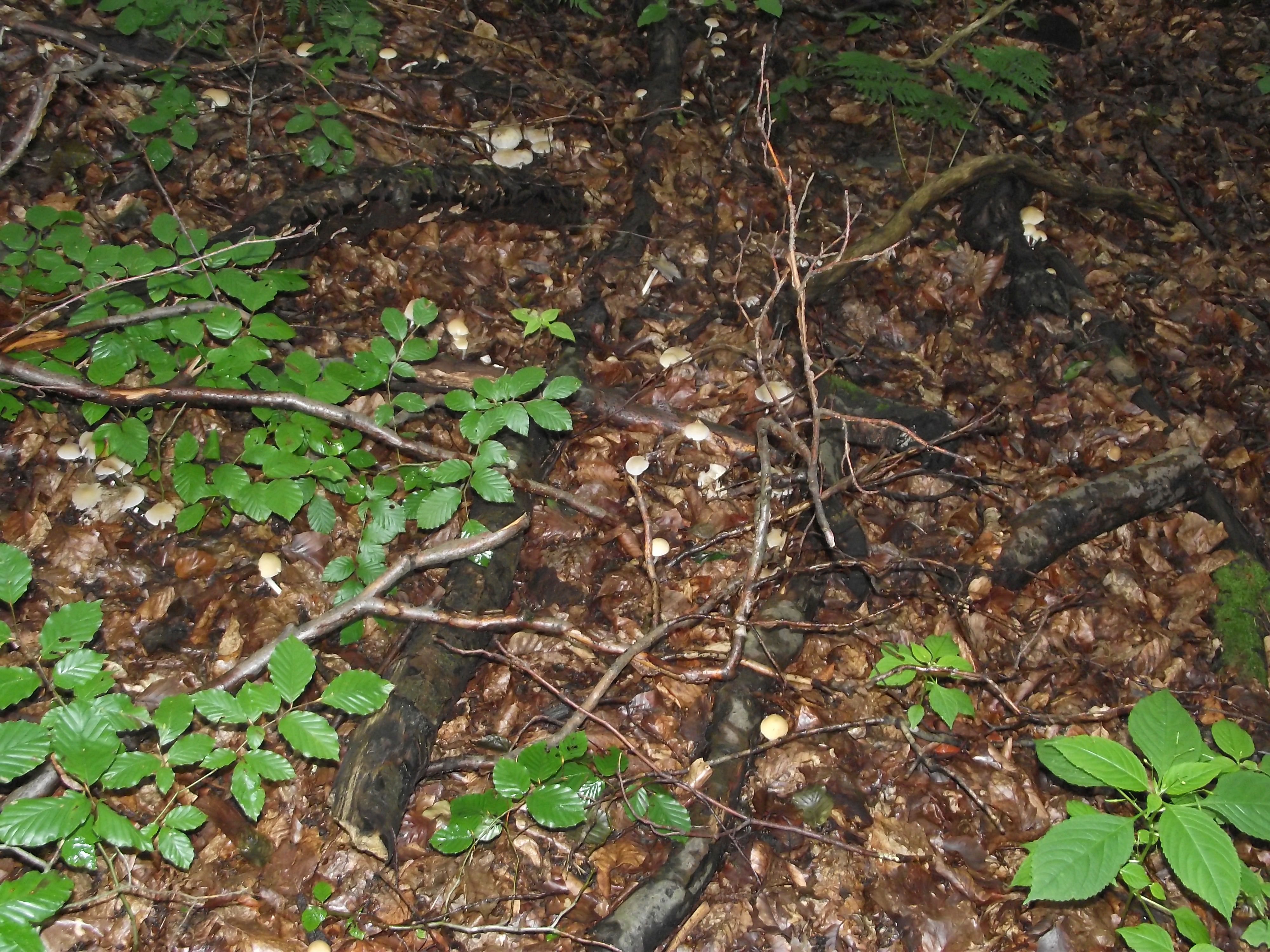 Behangener Faserling